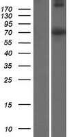 WEE2 Human Over-expression Lysate