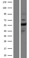 Plexin A4 (PLXNA4) Human Over-expression Lysate