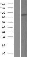 TLE3 Human Over-expression Lysate