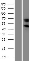 SERPINE3 Human Over-expression Lysate