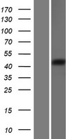 Ghrelin O acyltransferase (MBOAT4) Human Over-expression Lysate