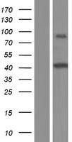 NXF1 Human Over-expression Lysate