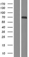 Paxillin (PXN) Human Over-expression Lysate