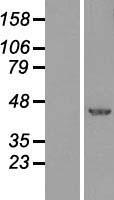 XBP1 Human Over-expression Lysate
