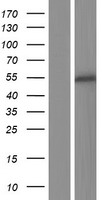ZSCAN23 Human Over-expression Lysate