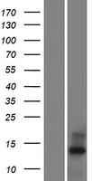 C20orf202 Human Over-expression Lysate