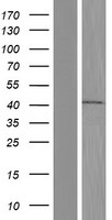 BAP29 (BCAP29) Human Over-expression Lysate