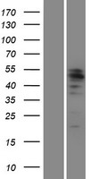 MITF Human Over-expression Lysate