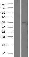 Presenilin 1 (PSEN1) Human Over-expression Lysate