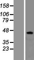 beta 3 Adrenergic Receptor (ADRB3) Human Over-expression Lysate