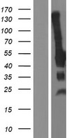 p57 Kip2 (CDKN1C) Human Over-expression Lysate