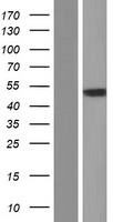CHRNA1 Human Over-expression Lysate