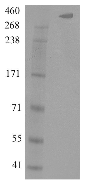 Fibrillin 1 (FBN1) Human Over-expression Lysate