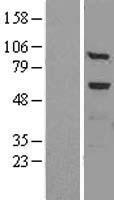 FUCA1 Human Over-expression Lysate