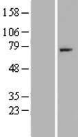 Factor I (CFI) Human Over-expression Lysate