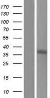 PEX7 Human Over-expression Lysate