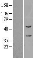 PPOX Human Over-expression Lysate