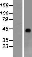 RHAG Human Over-expression Lysate