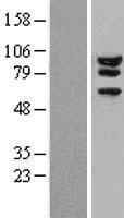 Ataxin 1 (ATXN1) Human Over-expression Lysate