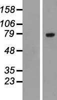 SLC3A1 Human Over-expression Lysate