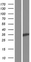 TTPA Human Over-expression Lysate
