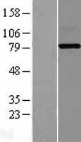 EXT2 Human Over-expression Lysate