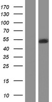 LIS1 (PAFAH1B1) Human Over-expression Lysate