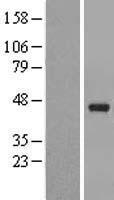 PAFAH2 Human Over-expression Lysate
