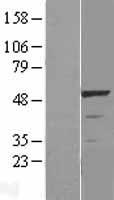 LKB1 (STK11) Human Over-expression Lysate