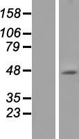 5 HT1A (HTR1A) Human Over-expression Lysate