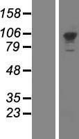 PMS2 Human Over-expression Lysate