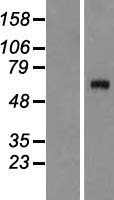 Complement C8A (C8A) Human Over-expression Lysate