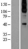 alpha 2C Adrenergic Receptor (ADRA2C) Human Over-expression Lysate