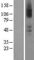 alpha 2a Adrenergic Receptor (ADRA2A) Human Over-expression Lysate