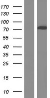CACNB2 Human Over-expression Lysate