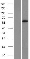 Cytochrome P450 1A2 (CYP1A2) Human Over-expression Lysate