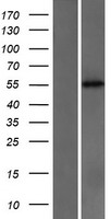 CYP2C18 Human Over-expression Lysate