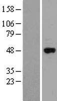 Cytochrome p450 2J2 (CYP2J2) Human Over-expression Lysate
