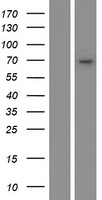 CYP4B1 Human Over-expression Lysate