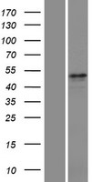HTR2C Human Over-expression Lysate