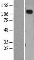 Natriuretic Peptide Receptor A (NPR1) Human Over-expression Lysate