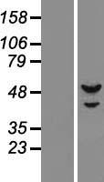PRIM1 Human Over-expression Lysate