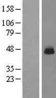 RPL3 Human Over-expression Lysate