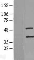 TIMM50 Human Over-expression Lysate