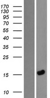 LEMD1 Human Over-expression Lysate