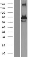 GRB10 Human Over-expression Lysate