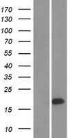 UBE2W Human Over-expression Lysate