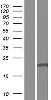 C16orf87 Human Over-expression Lysate