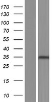 NCCRP1 Human Over-expression Lysate