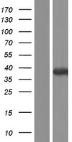 C16orf42 (TSR3) Human Over-expression Lysate
